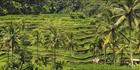 Rice Terraces - Bali T (PBH4 00 16572)